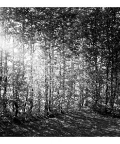 An Everchanging Monument (Bog)