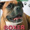 Boxer (Bog)