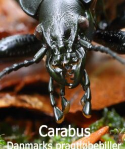 Carabus - Danmarks Pragtløbebiller - Lars Søjberg Madsen - Bog