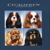 Cavalieren (Bog)