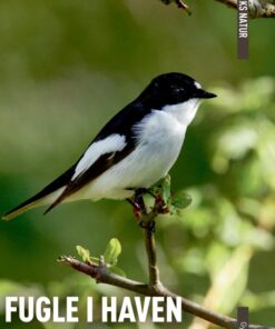 DANMARKS NATUR Fugle i haven (Bog)