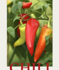 Den lille stærke om CHILI (Bog)