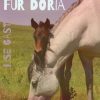 Ein Fohlen für Doria (E-bog)