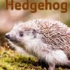Hedgehog (E-bog)