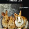 How to Bond Rabbits - a Practical Guide (Bog)