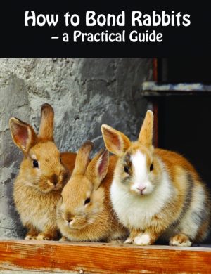 How to Bond Rabbits - a Practical Guide (Bog)