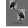 Høg Over Høg - Charlotte Dinge - Bog
