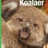 Koalaer (E-bog)