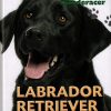 Labrador retriever (Bog)