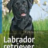 Labrador retriever (Bog)