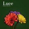 Luce - Iben Hertz - Bog