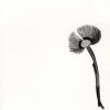 Ly - Tomas Espedal - Bog