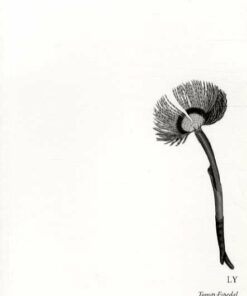 Ly - Tomas Espedal - Bog