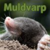 Muldvarp (E-bog)