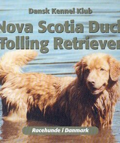 Nova Scotia duck tolling retriever (Bog)