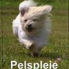 Pelspleje og pasning af Coton De Tulear (Bog)