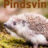 Pindsvin (E-bog)