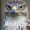Rovfugle (E-bog)