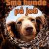 Små hunde på job (E-bog)