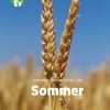 Sommer, Grøn Fagklub (E-bog)