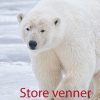 Store Venner - T A O - Bog