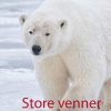 Store venner (Bog)