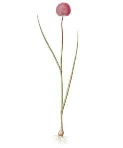 Strunk - Cecilie Lind - Bog