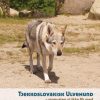 Tjekkoslovakisk ulvehund (Bog)