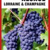 Turen går til Alsace, Lorraine & Champagne (Bog)