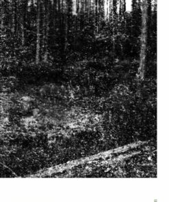 Vildsvin - Hannah Lutz - Bog