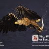 Wild Wonders of Europe (Bog)